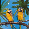 “Macaw After Rainstorm”