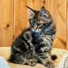 Maine Coon Female Kitten (Poppy 219) Available Now in Northwest Ohio