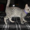 Egyptian Mau kittens available