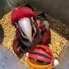 Green wing macaw baby