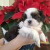 Imperial shihtzu puppies