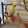 Cockatiel