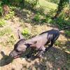 Registered Mexican Hairless Puppies