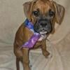 Female Fawn Boxer puppy Daffy