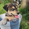 Golden Retriever / Husky mix puppies (Goberian)