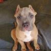 American Bully Pups looking for a good home