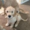 Female Goldendoodle Puppy