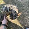 AKC Female 11 mo Frenchie