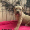 Pitbull Puppies for sale