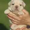 AKC Frenchie French Bulldog puppies DNA tested