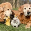 Netherland Dwarf rabbit