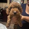 Purebred mini poodles
