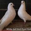 Pure White Birmingham Rollers Bull Eyed  Breeder Pair Banded 