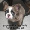 AKC Fluffy French Bulldog Puppy