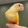 Baby sun cheek conures