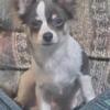 Male, Blue/White, Chihuahua Puppy