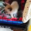 Adorable Siamese kittens ready for loving homes 