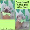 AKC Cream French Bulldog