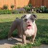 Female pup