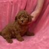 Super sweet and loving brown toy poodle female