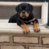 AKC European Rottweiler Puppies