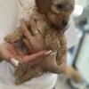 Mini poodle Puppies AKC