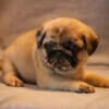 RTP Pug Male ICA Kade