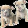 Full Blooded American Bully Pups