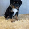 Stunning male Australian shepherd puppy