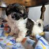 Baby Blu -Maltese/Shih Tzu