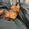 puppy for sale