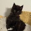 Jayden: Solid Black Maine Coon Kitten