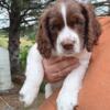 English Springer Spaniel