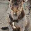 Male frechie bulldog 8 months old  1000