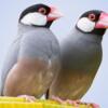 Java Finches