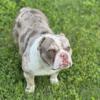 Micro Female Merle Bully