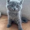 Beautiful British Shorthair Blue & Lilac Kittens! Fully Vaccinated & Ready Now