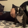 American Bully puppies