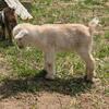 ADGA Cream Nigerian Doeling