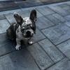 10 WEEK Perfect Frenchie puppys