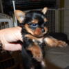 ACA YORKIE PUPPIES MALE AND FEMALE