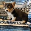 Corgi Female 2