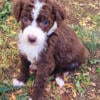 Aussiedoodle for sale-Male named Pecan