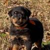 Beautiful Healthy German Ch Female Pup