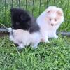 Pomski puppies 