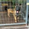 AKC Belgian Malinois puppies Forsale