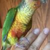 Very Cute Baby Green Cheek Conure