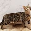 TICA Silver and Brown Bengal kittens available in Indiana