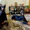 AKC reg. Taking deposits for the next litter