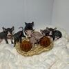 Sphynx Kittens in Pittsburgh Pa